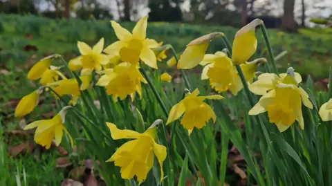 National Trust A group of yellow daffodils in a field