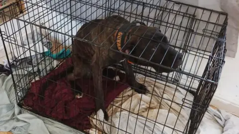 Malnourished dogs locked in cages found during Cannock raid