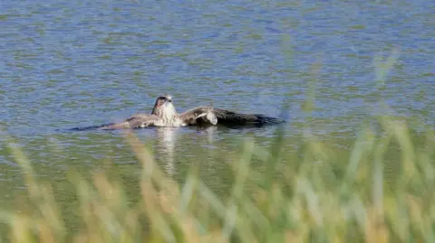 A buzzard appears to be resting in a lake, looking ahead with its two wings stretched out. It looks as if it is having a leisurely dip and admiring the view. There is grass in the foreground of the photo.