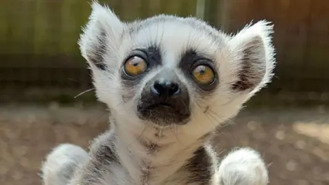 A black and white ring-tailed lemur is prominent on the image. The background is blurred.