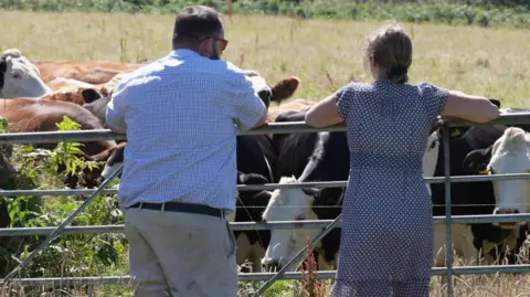 A man in a blue shirt and a woman in a blue are leaning against a fence looking at brown and black and white cows.