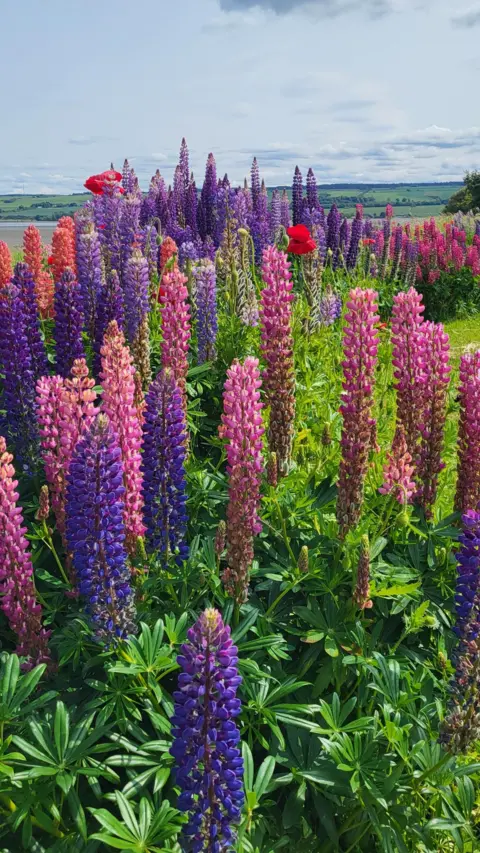 Emma Watson Pink and purple lupins fill this picture under a cloudy sky.