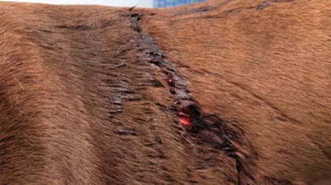 RSPCA A close-up image showing stabbed wounds. The dog is visible in virtually the entire photo, but only part of him is seen. 