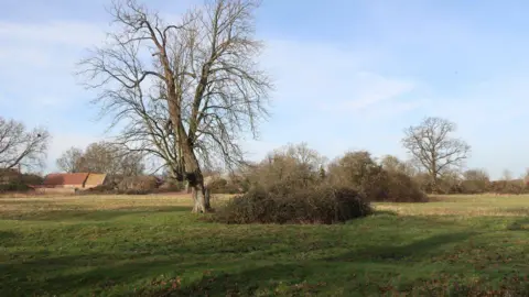 A large open space is pictured with a tree in the centre. The tree is bare as it is winter. Bushes and a building can also be seen in the distance. The sky is blue.