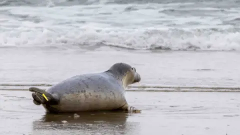 A seal heading towards the sea on a beach. The seal is grey and has a small yellow tag on its tale.