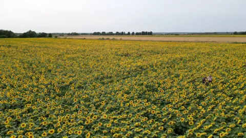 PA Media A wide field of sunflowers stretches into the distance, with bright yellow petals and green leaves. Two people are standing among the flowers on the right side. There is a clear sky.