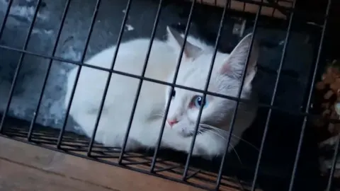 Beauty's Legacy A white cat in a cage