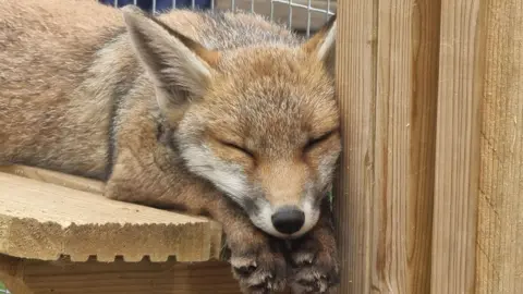 A fox is pictured at the Sompting Wildlife Rescue. The fox is sleeping on a wooden bench.