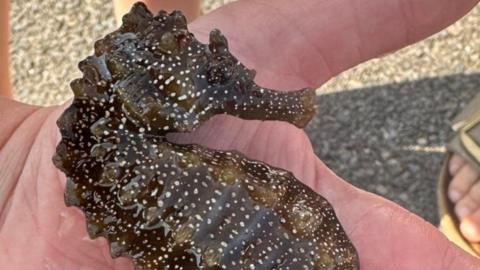 Close up of large seahorse found in Poole Bay