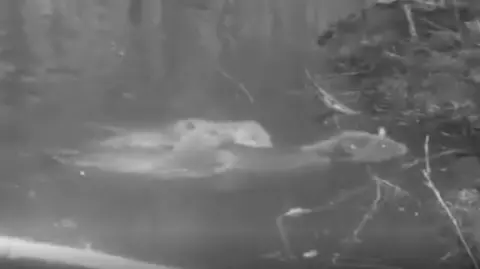 Forestry England/Crown A black and white image of three beaver kits, which are pictured swimming with an adult beaver on camera. 