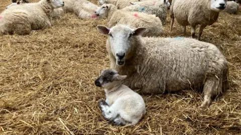 Vikki Irwin/BBC A ewe is lying down in straw. Her lamb is lying next to her.