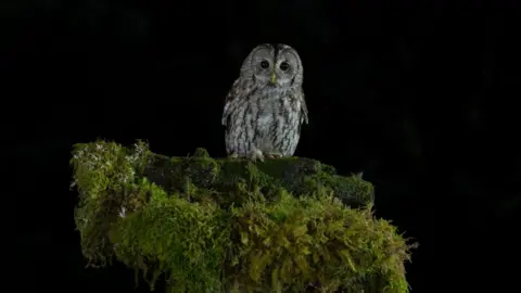 Debbie Johnston A Tawny owl looking at a camera in the dark, standing on moss-covered rock.