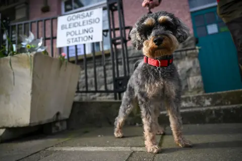 Finnbarr Webster / Getty Images A terrier-looking dog stands outside a railing with a sign on saying 'gorsaf bleidleisio, polling station, at the City Hall in St Davids, Wales.