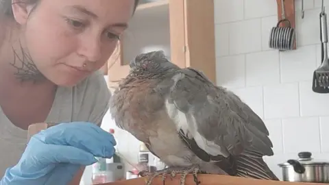 Sharni Paterson tends to an injured pigeon on her kitchen table. 