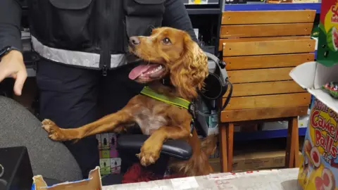 Handout Detection dog Rookie is carried by an officer on the raids. They are standing at a shop counter and packets of sweets are placed to one side. The dog has its paw on a chair.