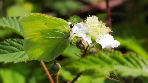 Paul Haughian A brimstone butterfly which has bright green wings sits on some white blossom on a thorny bush. 