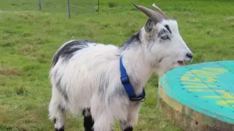 Arlo the white and grey pygmy goat stood in the field