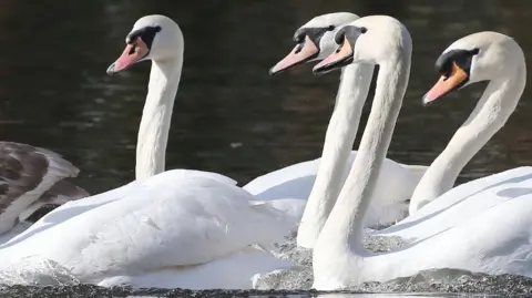 A group of mute swans on water. There are four heads and necks in the picture and other swans' bodies.
