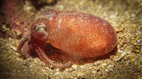 Robin Blythe A red squid lying on a yellow sandy sea bed.