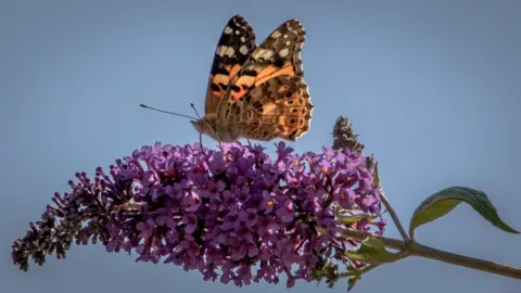 Sue Mercer A Painted lady butterfly on top of the flower. Its colours are vibrant against the pink flower, and the deep blue background of the sky.