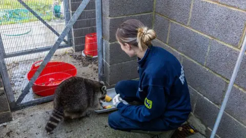 Emma Jacobs/RSPCA An RSPCA officer, wearing a blue fleece jumper and blue trousers, with her hair in a bun. She is kneeling down. To the left of her is a racoon. The racoon is eating food off a place. There is a brick wall around and a metal gate. 
