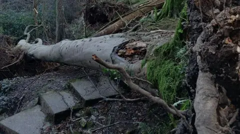 DEFA An uprooted tree lying across a set of step leading through a plantation.