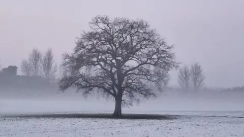 A bare tree standing in a misty field with snow on the ground.
