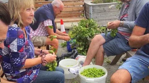 A small group of people sat picking hops and putting the crop into buckets