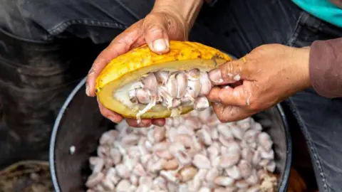 Getty Images Agricultores de cacau quebrando uma vagem de cacau em uma plantação no vale de Intag, Equador.