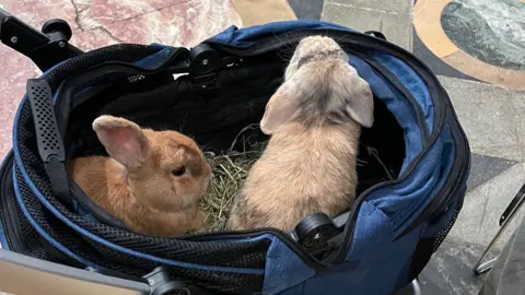 Ely Cathedral Two small light brown rabbits, sitting on hay in a blue shopping trolley in Ely Cathedral