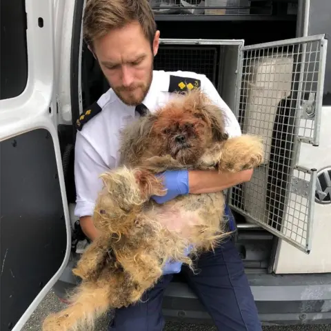 RSPCA Mollie when rescued