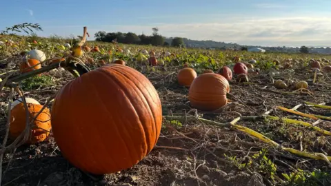 Hundreds of pumpkins in a field