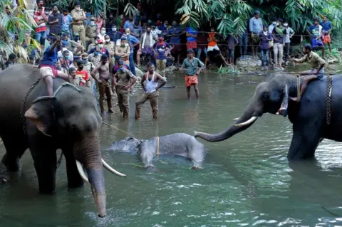 AFP This photograph taken on May 27, 2020 shows policemen and onlookers standing on the banks of the Velliyar River in Palakkad district of Kerala state as a dead wild elephant (C), which was pregnant, is retrieved following injuries caused when locals fed the elephant a pineapple filled with firecrackers as it wondered into a village searching for food.