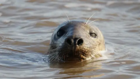 Grey seal pups