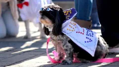 BA Photojournalism USW A dog dressed up in an Elvis costume