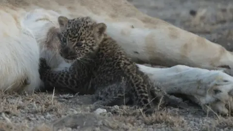 Joop Van Der Linde/Ndutu Lodge The leopard cub turns to face the camera between nursing