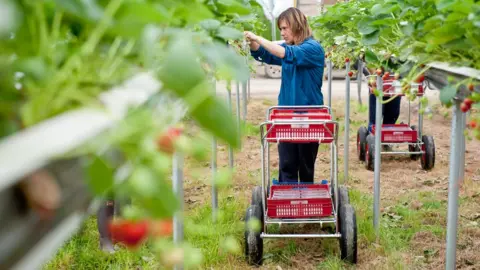 S+A Woman picking strawberries