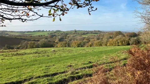 Forestry England Rolling farmland bordered by mature trees, with scattered sheep grazing under a clear blue sky.