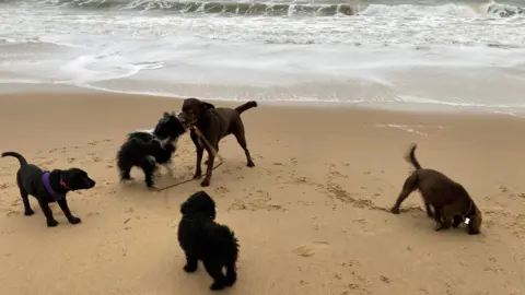 Five dogs playing together on the shoreline of a sandy beach