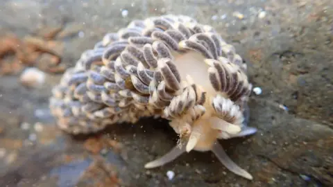 Eleanor Goodman Brown and white sea slug on a dark rock.