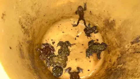 Toads are sitting at the bottom of a bucket.