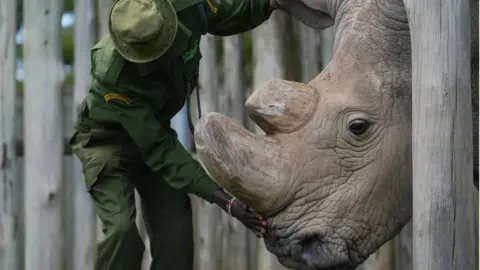 Getty Images Sudan, the world's last male northern white rhino, died in 2018