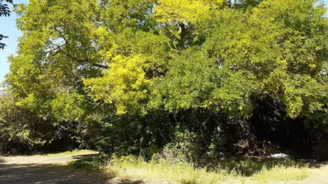 Large pagoda tree