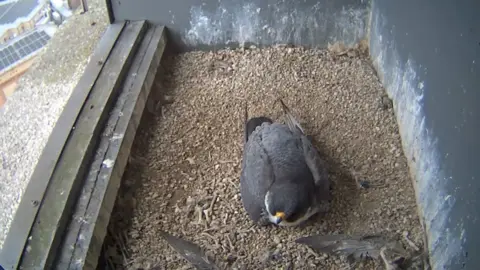 A peregrine falcon sat in a next box. The box is lined with pebbles and small bones, with feathers also lying on the ground. A building can be seen in an opening of the box, on the left hand side.
