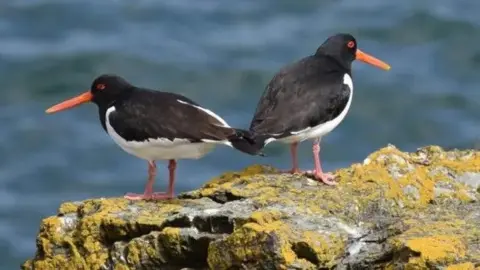 MANX SCENES Two oystercatchers on a lichen covered rocks on the island's coast. The birds are black and white with long orange beaks and red feet. The blue sea provides a backdrop.