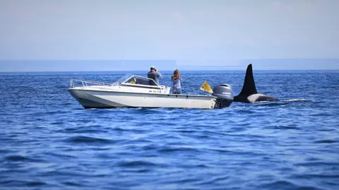 Victoria Gill A photograph shows two researchers in a small boat close to a large, male killer whale. You can see the black dorsal fin and arched back of the male orca emerging from the water. It is a sunny day and the bright blue sea is slightly choppy. These are scientists from the Center for Whale Research in Washington State, US.