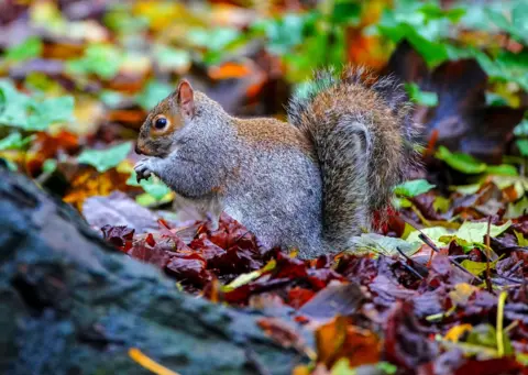 PA Media A grey squirrel sits on a carpet of brown leaves which eating a nut.