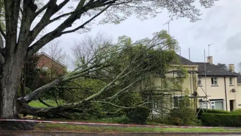 BBC Large tree leaning on house after falling due to strong winds
