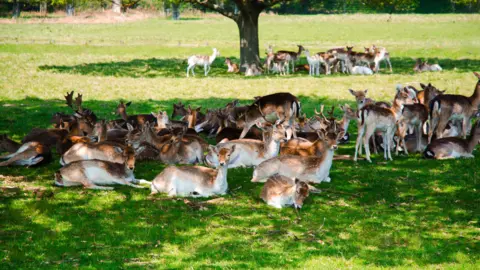 Getty Images A large group of deer sitting under a big tree in a sunny field.
