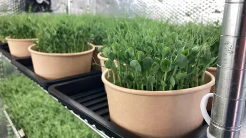 Pea shoots growing in a plant pot